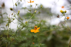街の草花