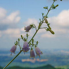 ツリガネニンジン