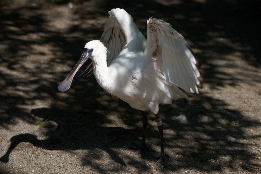 クロツラヘラサギ