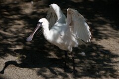 クロツラヘラサギ