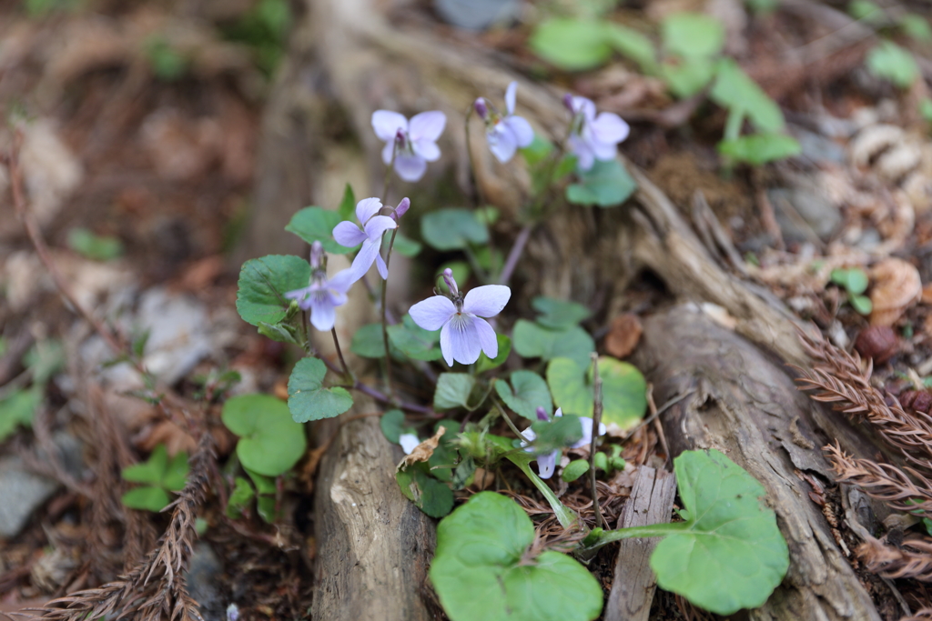 すみれの一種？