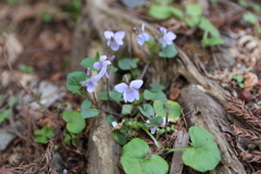 すみれの一種？