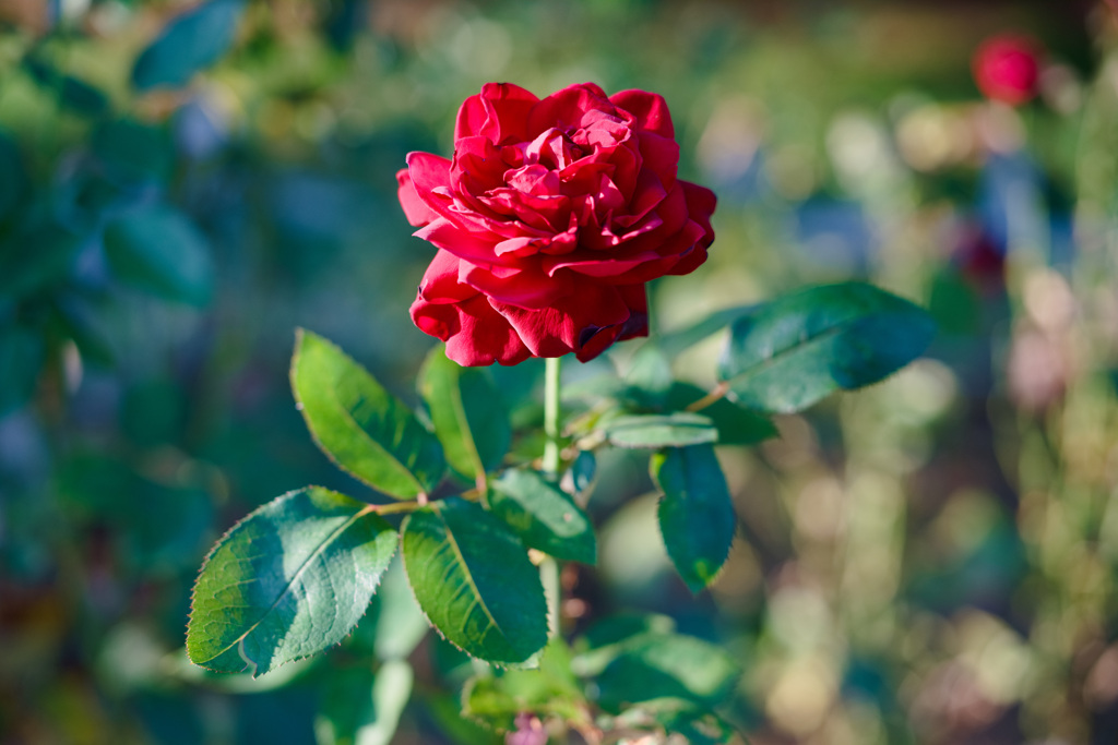 薔薇　ナディア