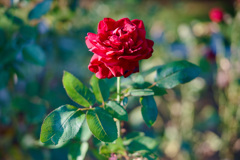 薔薇　ナディア