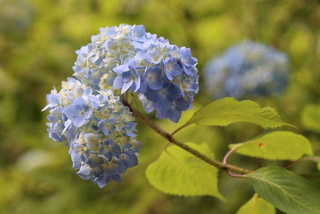 明月院　紫陽花 (1)