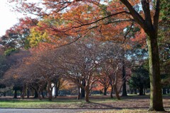 紅葉