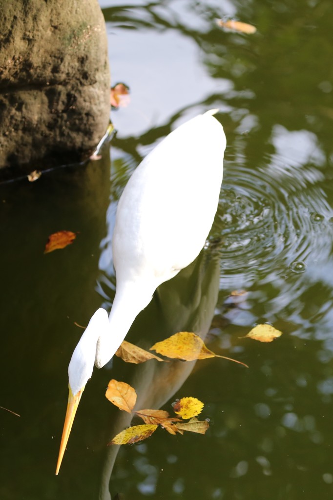 明治神宮　白鷺 (5)