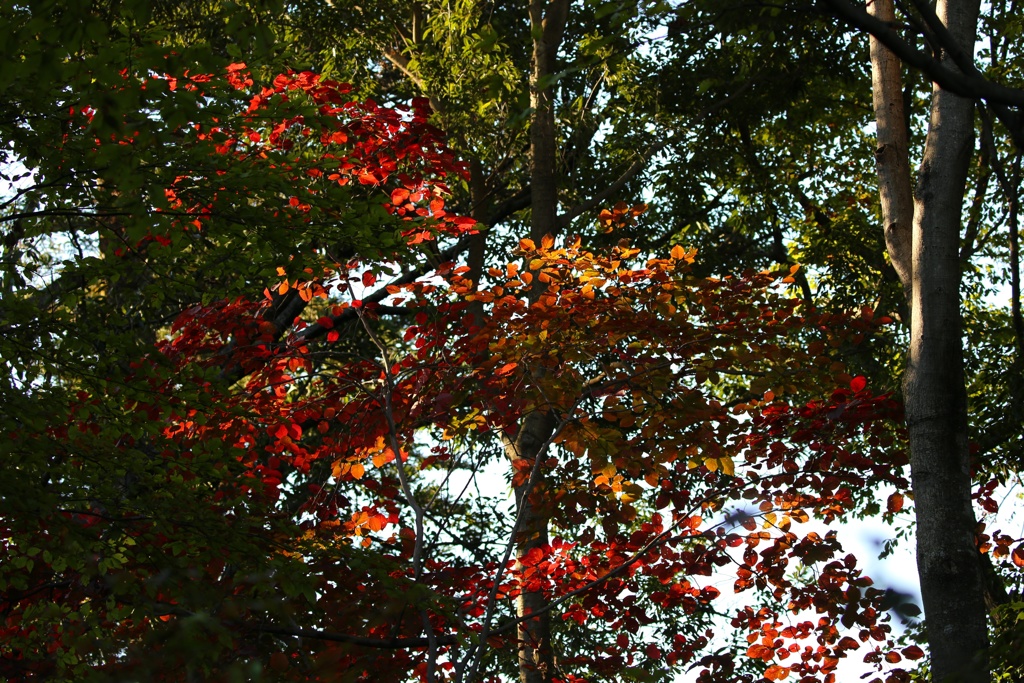 高尾山 　紅葉 (2)