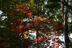 高尾山 　紅葉 (2)