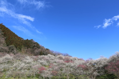 高尾梅郷　木下沢梅林 (7)
