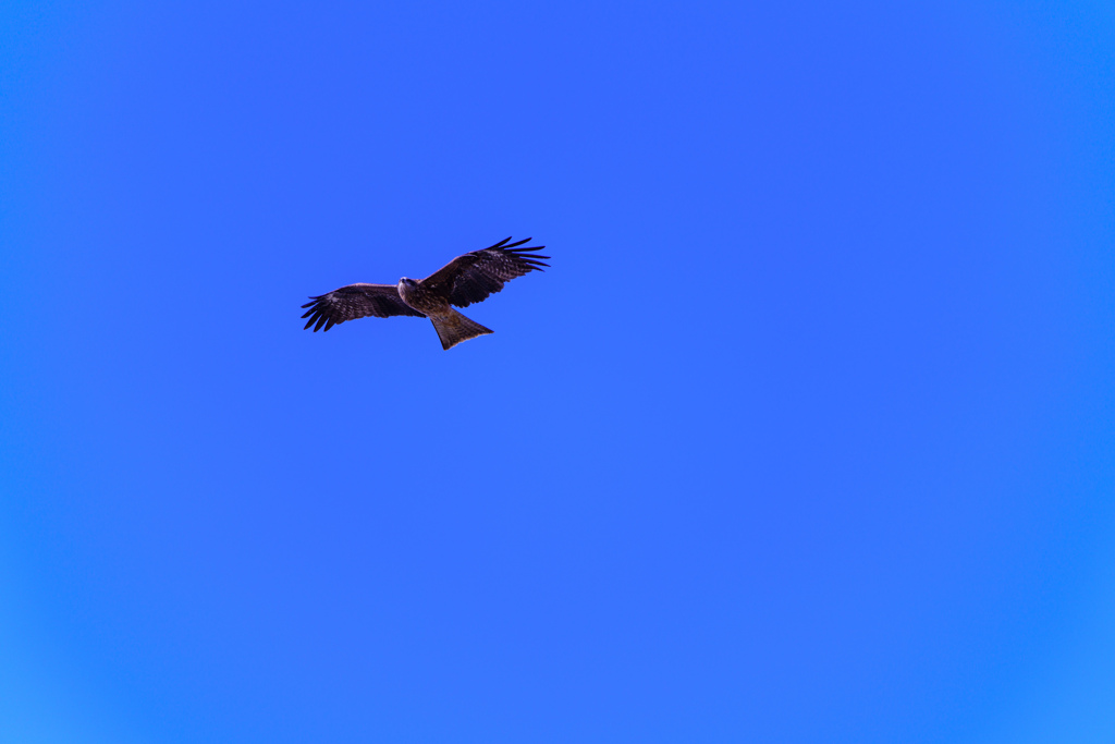 鳶