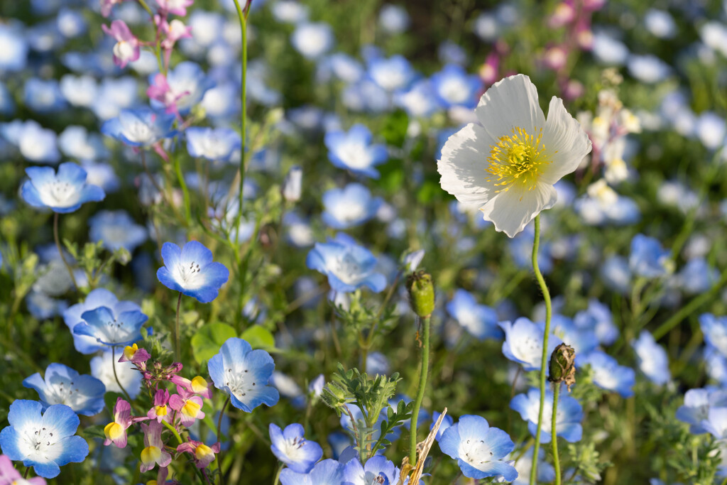 ネモフィラ