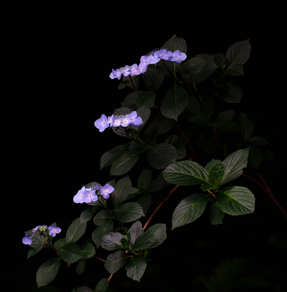 紫陽花