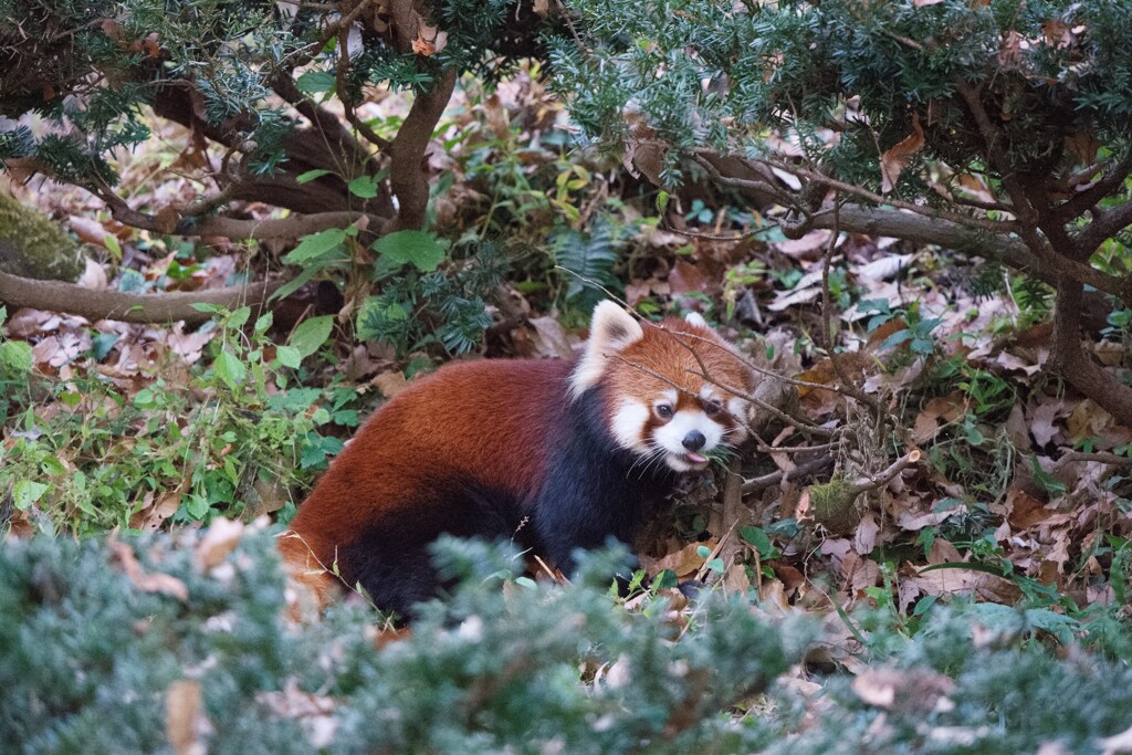 レッサーパンダ