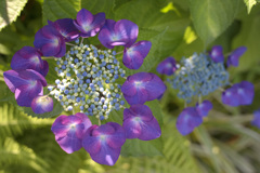 紫陽花