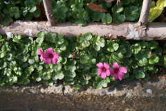 路傍の花