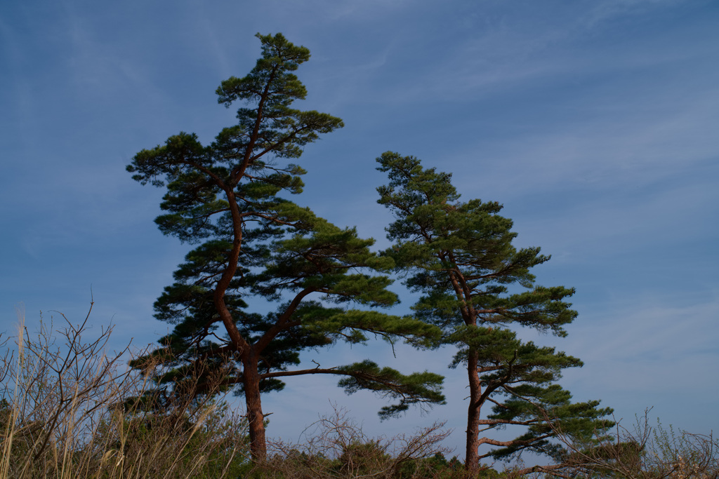 城山　山頂付近の松