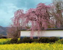 塩山の桜