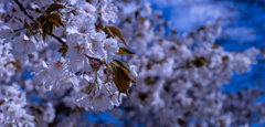 高尾山の桜