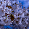 高尾山の桜