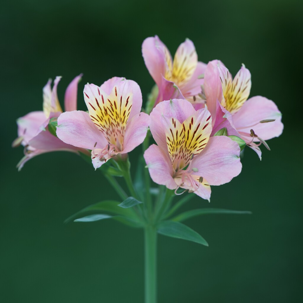 アルストロメリア