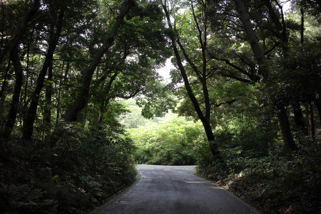 神宮の杜