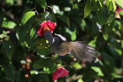 花をついばむヒヨドリ