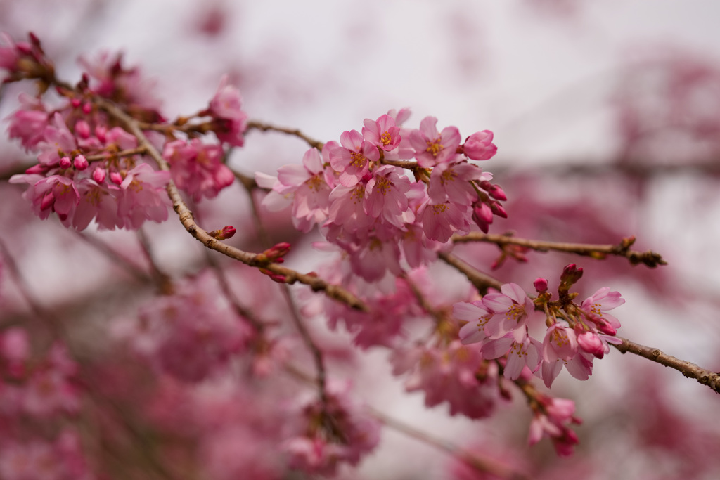 桜　ベニシダレ