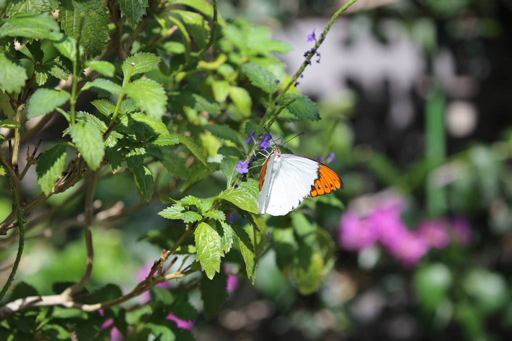 ツマベニチョウ