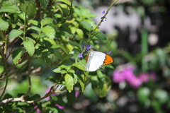 ツマベニチョウ