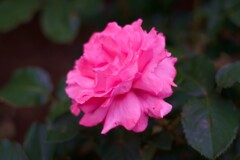 薔薇