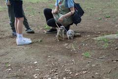 ミーアキャット