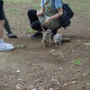 ミーアキャット