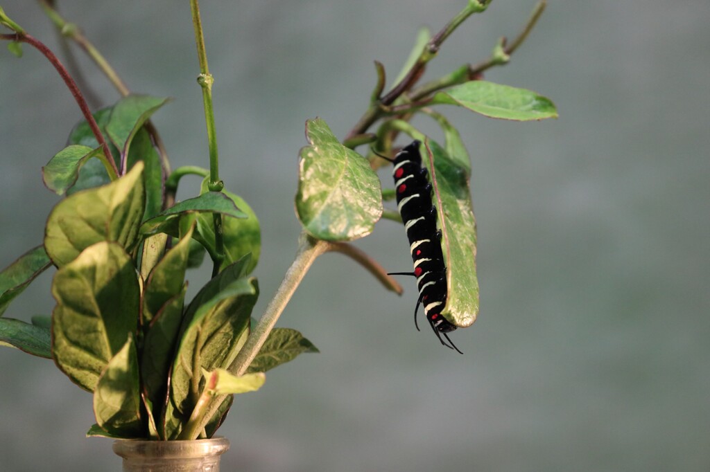 オオゴマダラ　幼虫