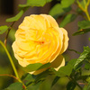 黄薔薇