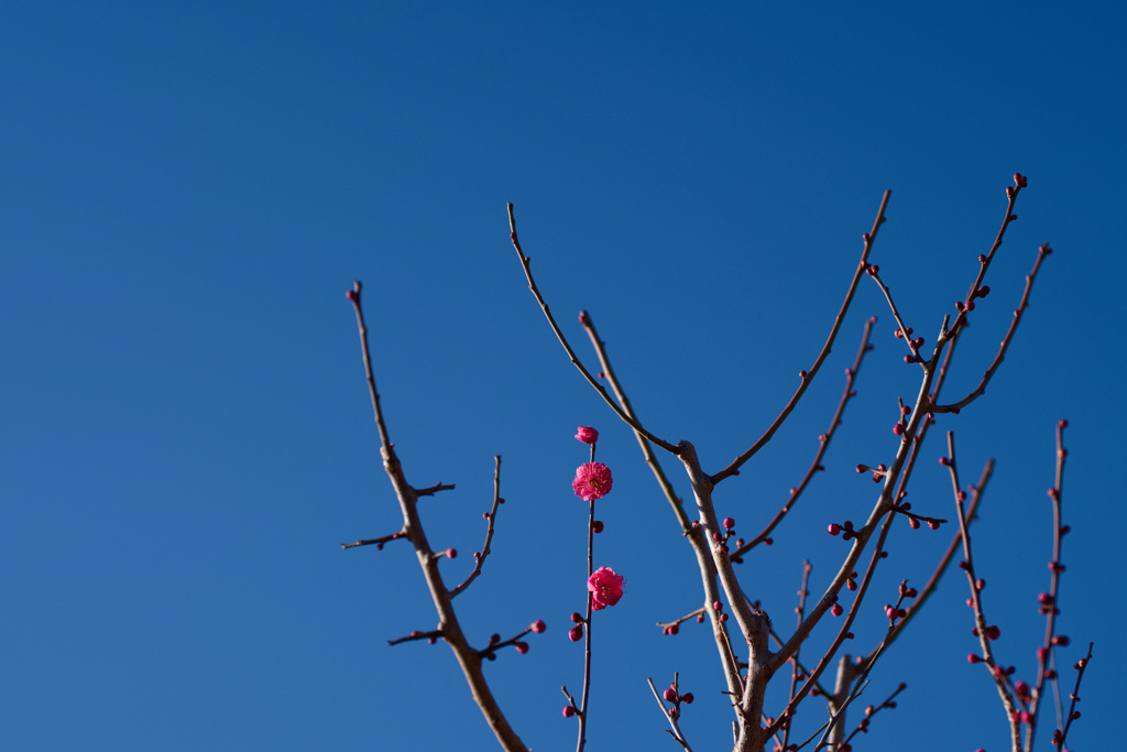 立春　これから