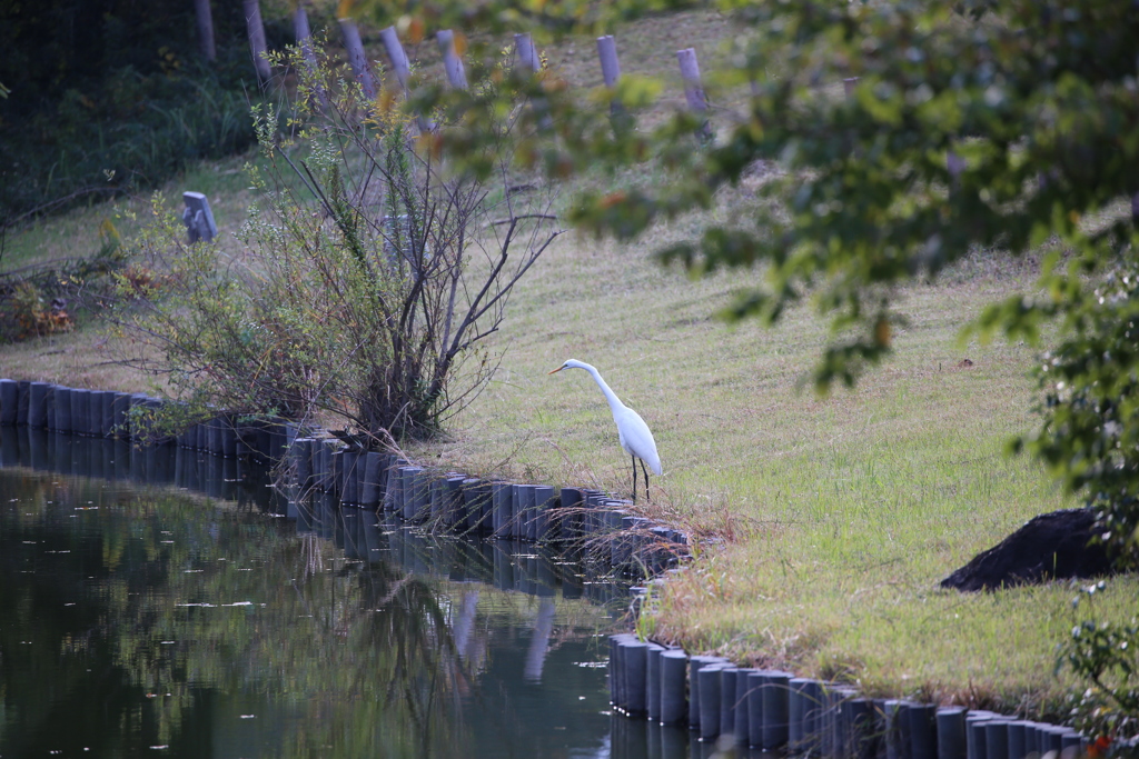 明治神宮　白鷺 　コンコルド
