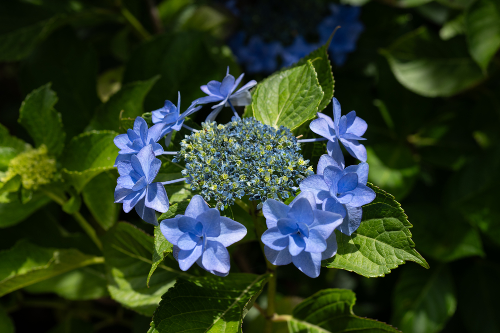 紫陽花