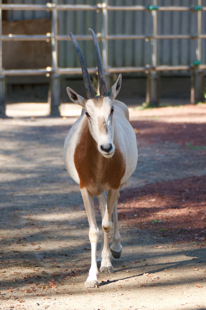 シロオリックス