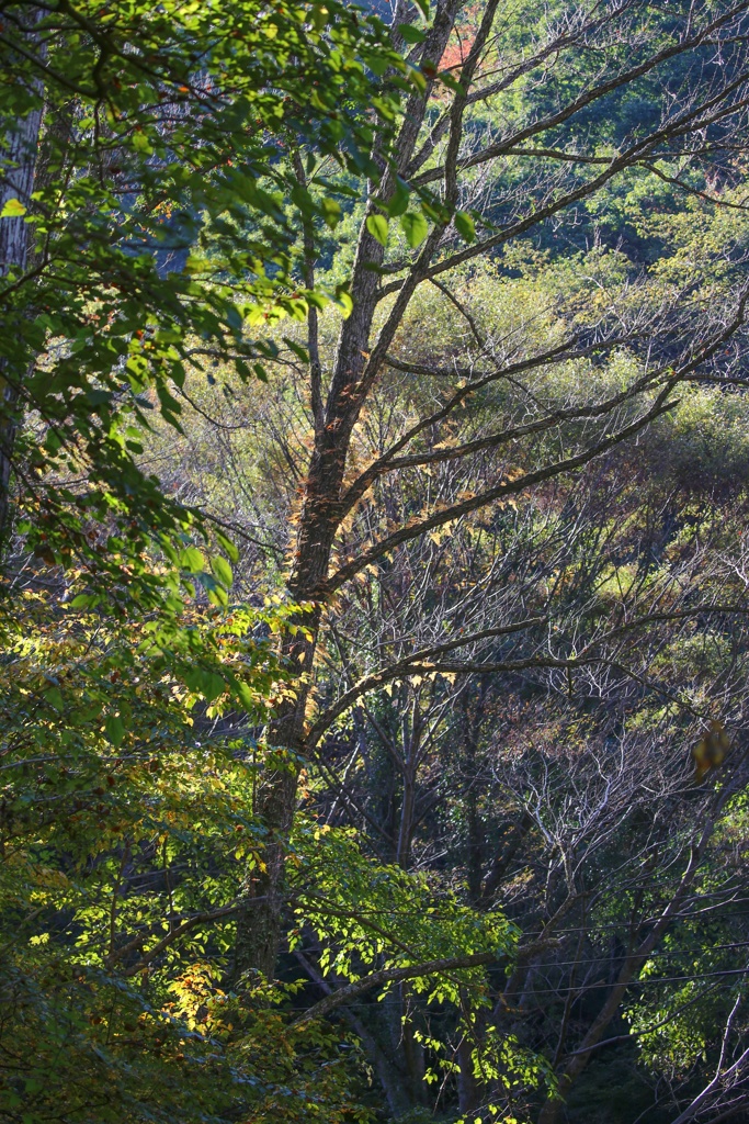 高尾山　草木 (1)