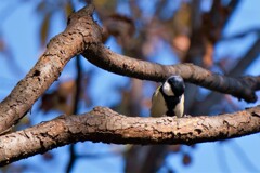 お顔がよくわかりません