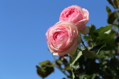 ピエール・ドゥ・ロンサール (2)