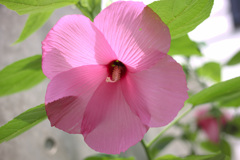 アメリカフヨウ