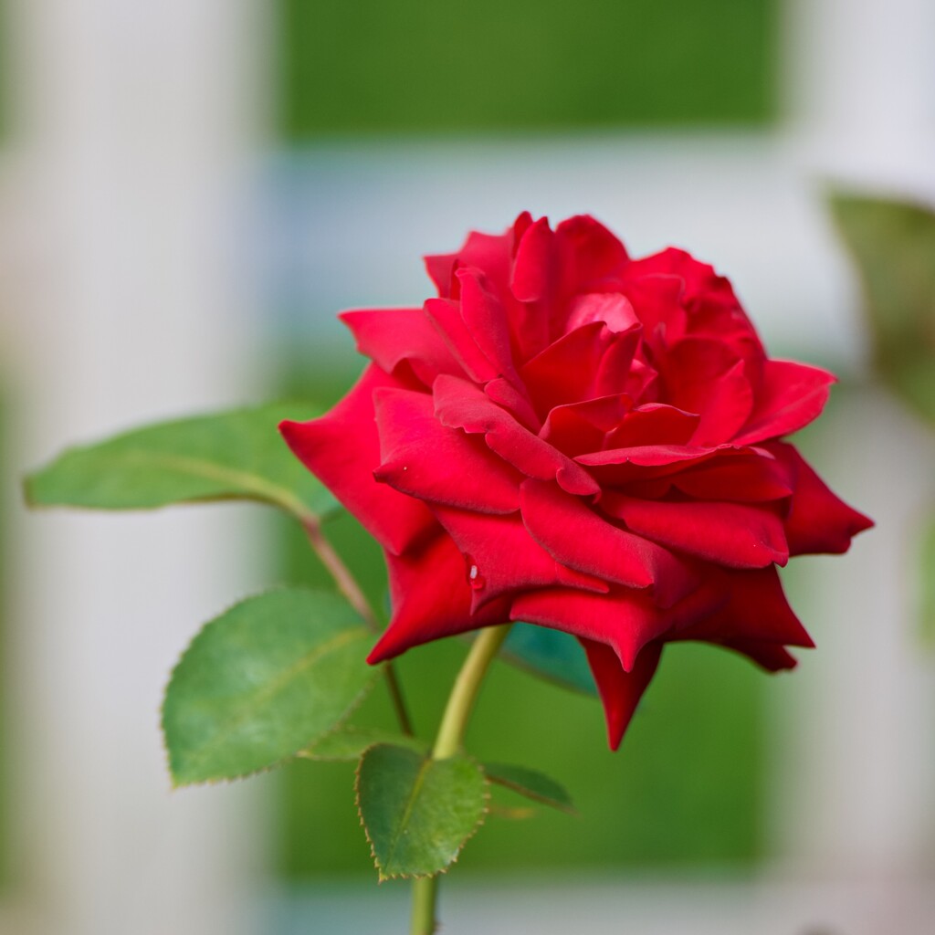 薔薇　ナディア