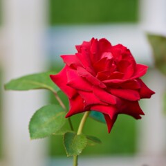 薔薇　ナディア