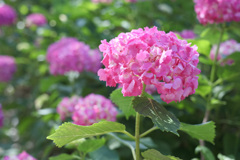 赤紫陽花