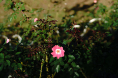 薔薇
