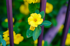 近所の黄花