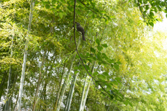 竹林