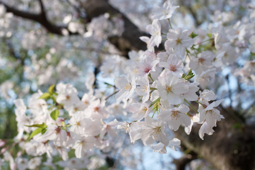 桜